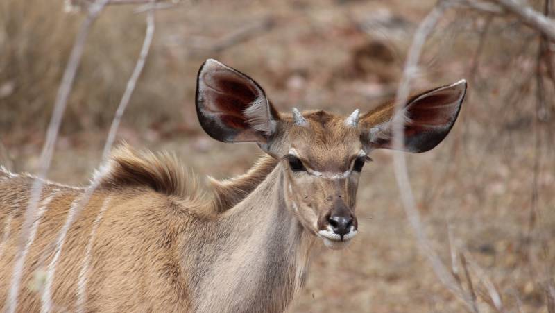 Essential Kruger Safari