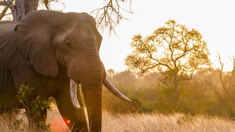 Essential Kruger Safari – Family Adventure