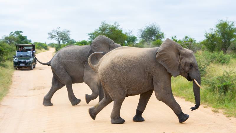Essential Kruger Safari