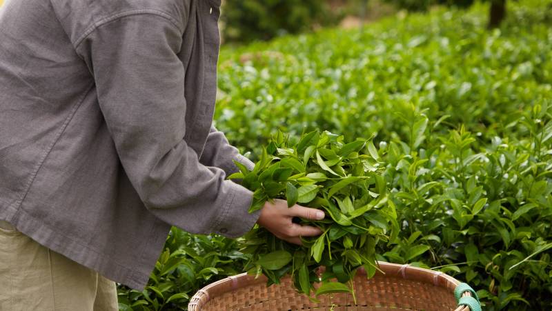 Hiking in Northern Vietnam
