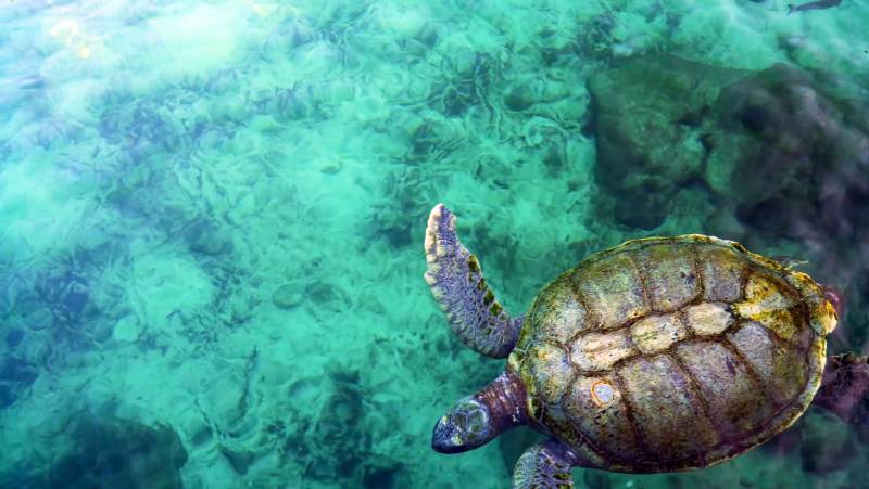 Costa Rica Marine life