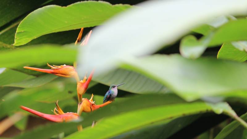 Signature Costa Rica | Where the Wild Answers