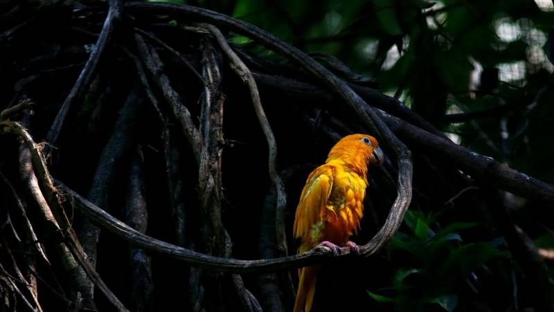 Brazil Wildlife Adventure