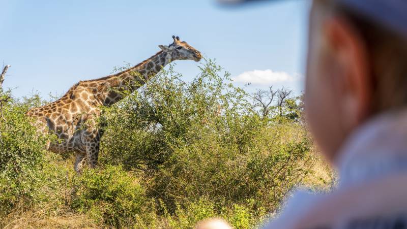 Essential Kruger Safari – Family Adventure
