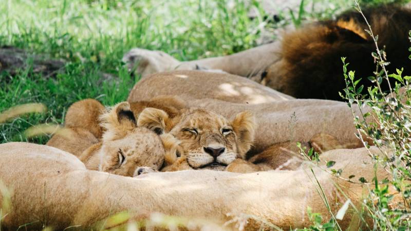 Essential Kruger Safari – Family Adventure