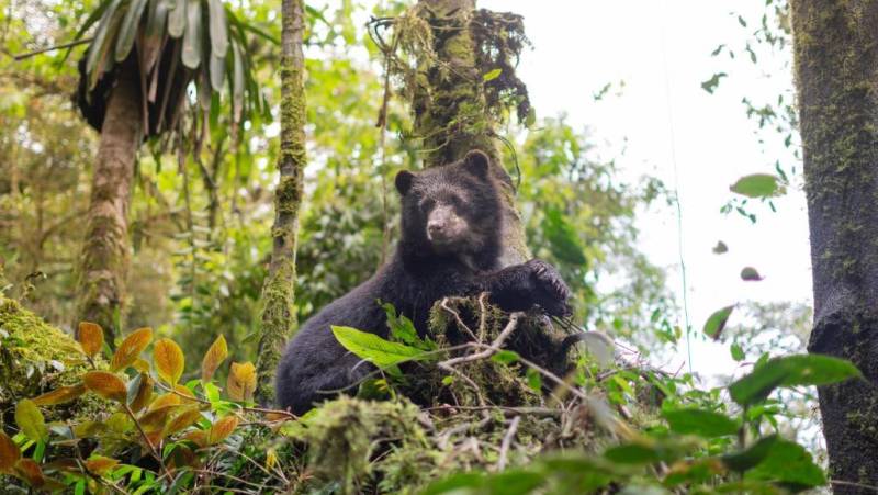 Ecuador Cloud Forest Add-on Tour
