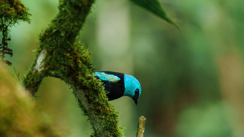 Ecuador Cloud Forest Add-on Tour