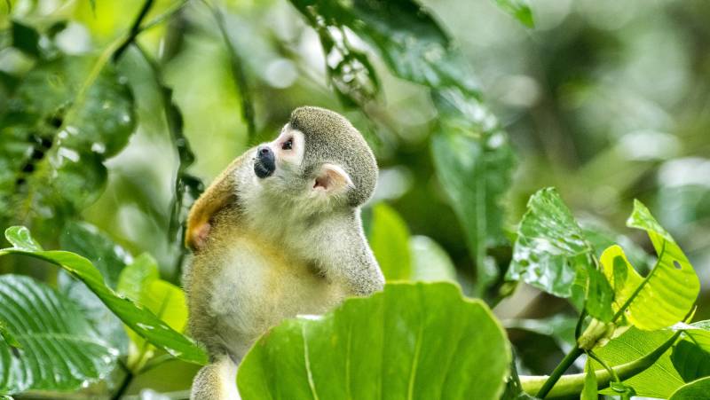 Amazon Add-on Tour – Napo Wildlife Center