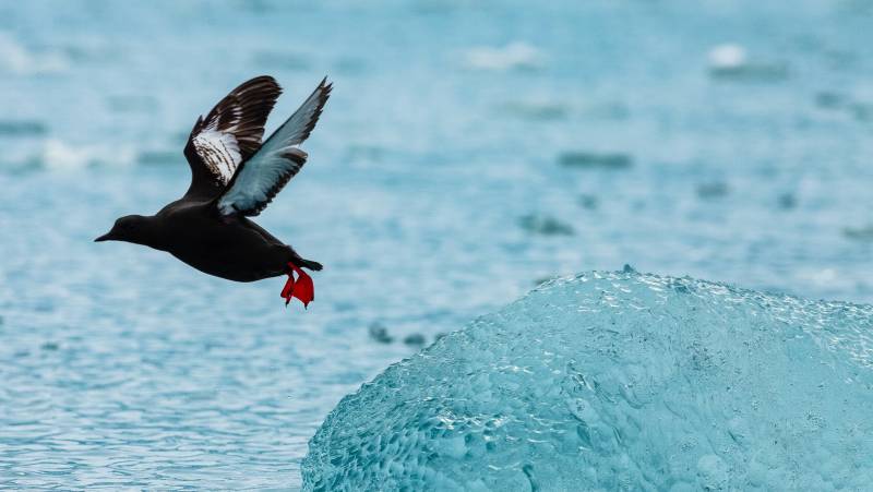 Spitsbergen Highlights: Wildlife Capital of the Arctic