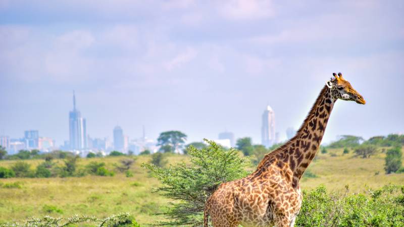 Mombasa Beach by Rail Add-on Tour