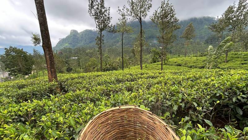 Nuwara Eliya,Sri Lanka