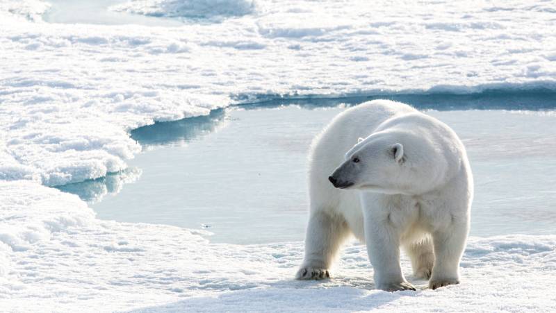 Canadian Arctic: Wildlife, Helicopters, & the Northwest Passage (Kangerlussuaq)