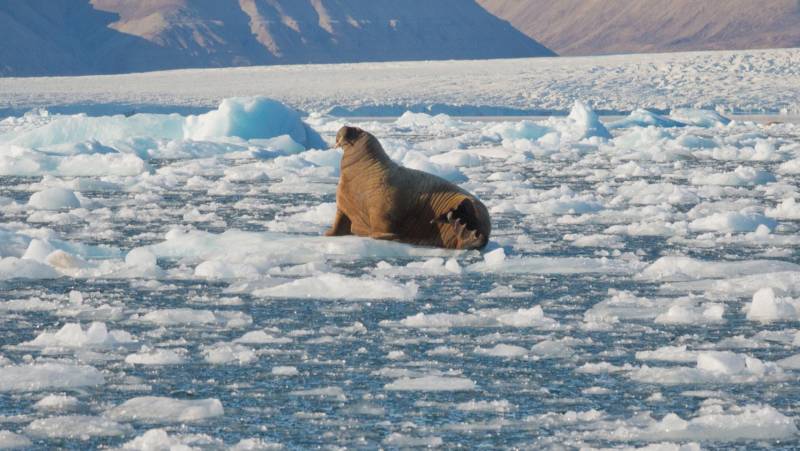 Canadian Arctic: Wildlife, Helicopters, & the Northwest Passage (Nuuk)