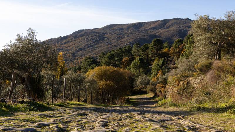 castañar san martin