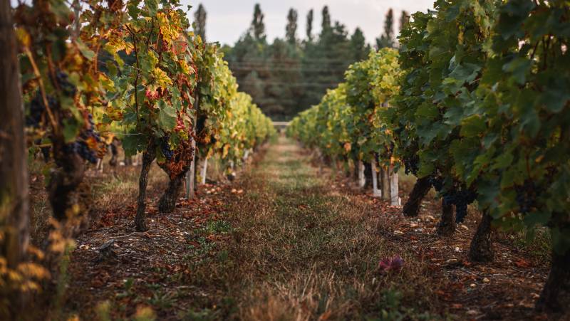 Vineyards in France