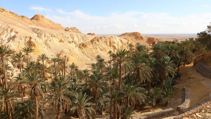 Oasis of Chebika