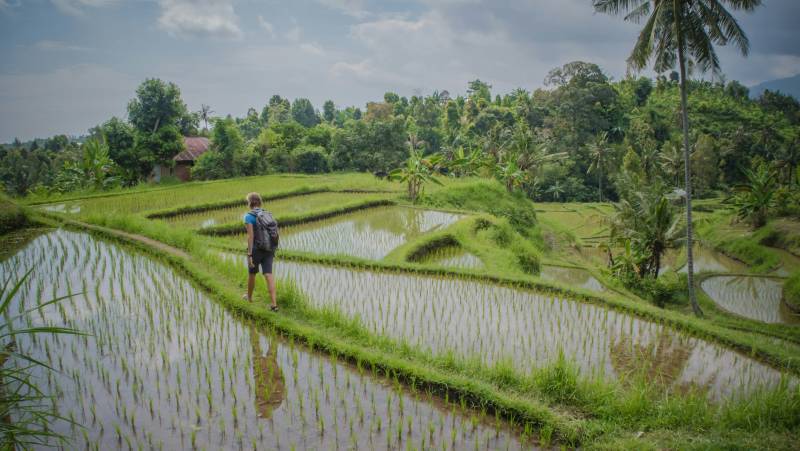 Tegalalang Rice Terraces