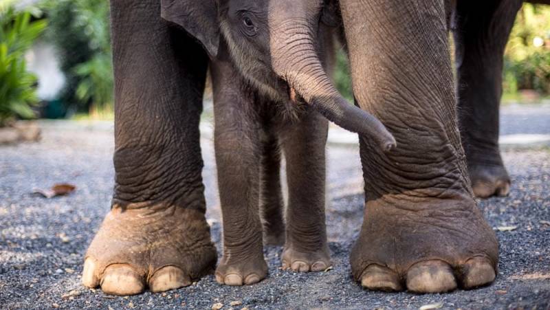 elephants in Thailand