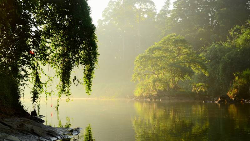 Royal Botanical Gardens in Peradeniya, Kandy, Sri Lanka