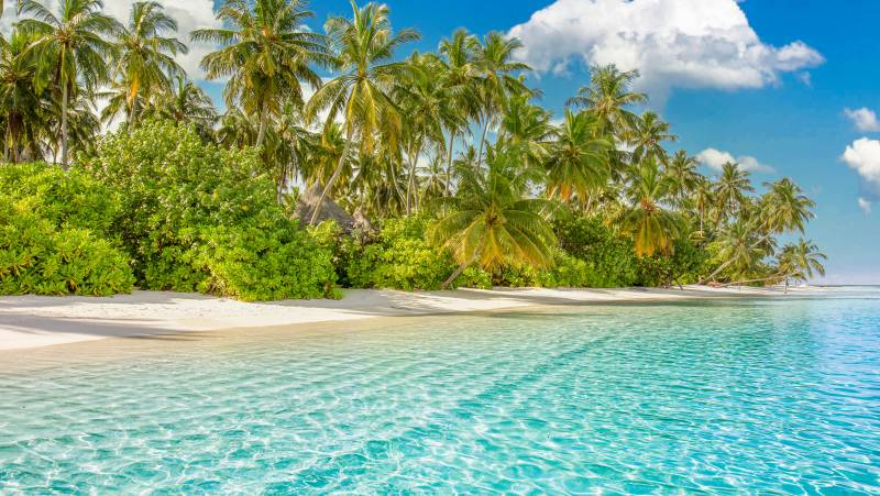 Marine Wildlife of the Maldives