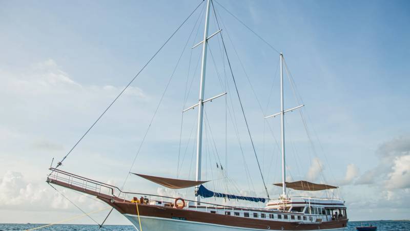 Marine Wildlife of the Maldives