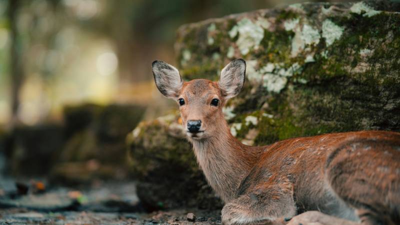 Ancient & Modern Japan