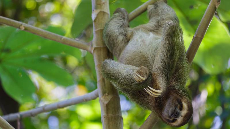 Costa Rica Coast to Coast Ride