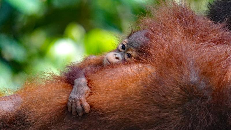 Borneo Wildlife Discoverer