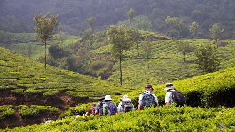 Kerala tea plantations