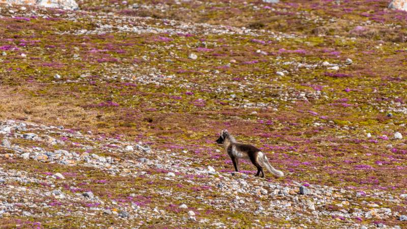 Svalbard in Summer: Tundra, Whales and Wildlife