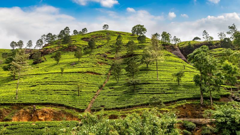 Sri Lankan Highlights