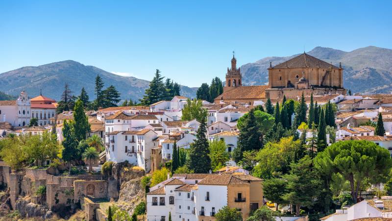 Signature Spain | Light Through Olive Groves