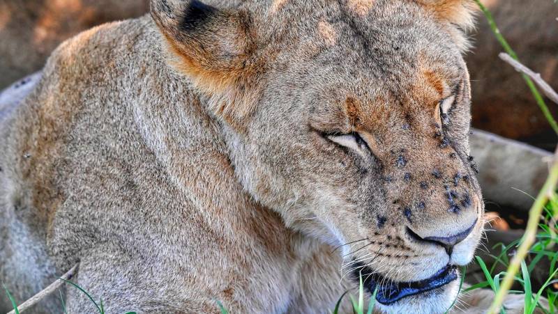 Kenya Safari Adventure