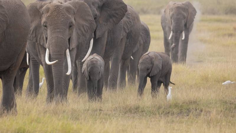 Kenya Safari Adventure