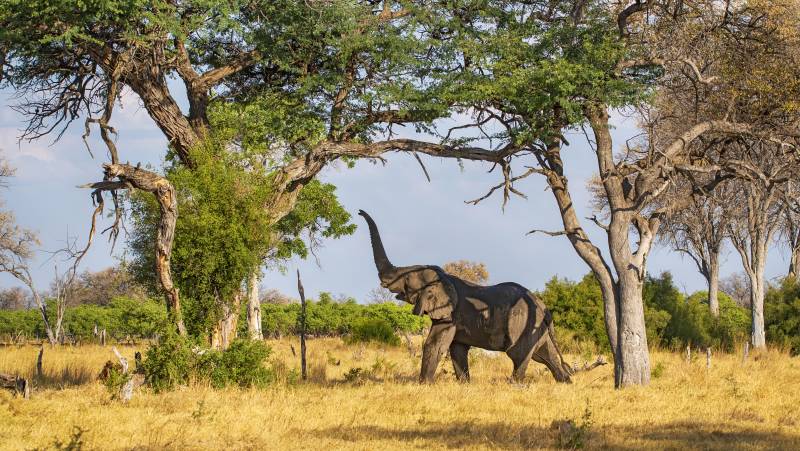 Tanzania Safari Adventure