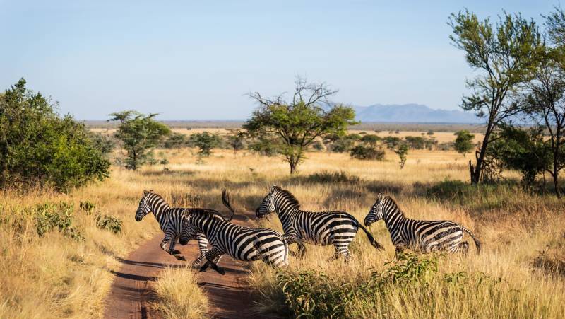 Tanzania Safari Adventure