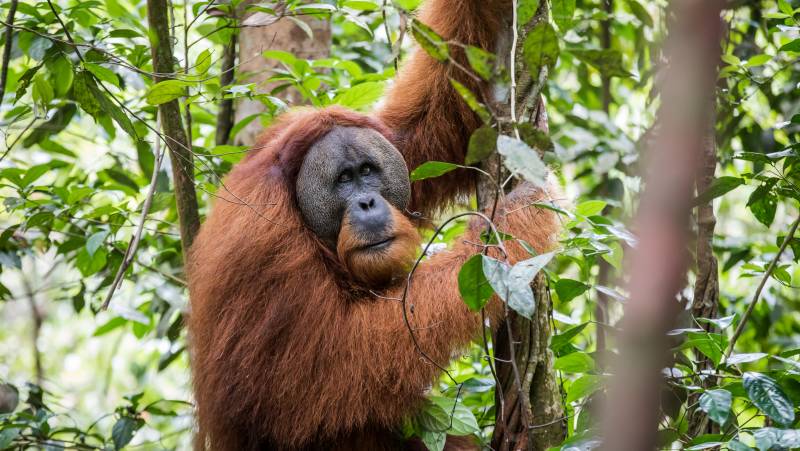 Primates & Dragons of Indonesia