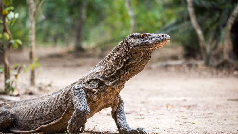Primates & Dragons of Indonesia