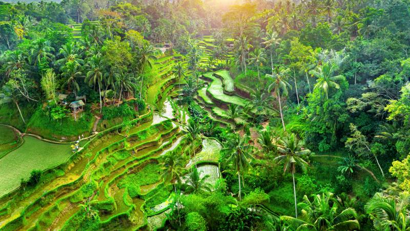 Primates & Dragons of Indonesia