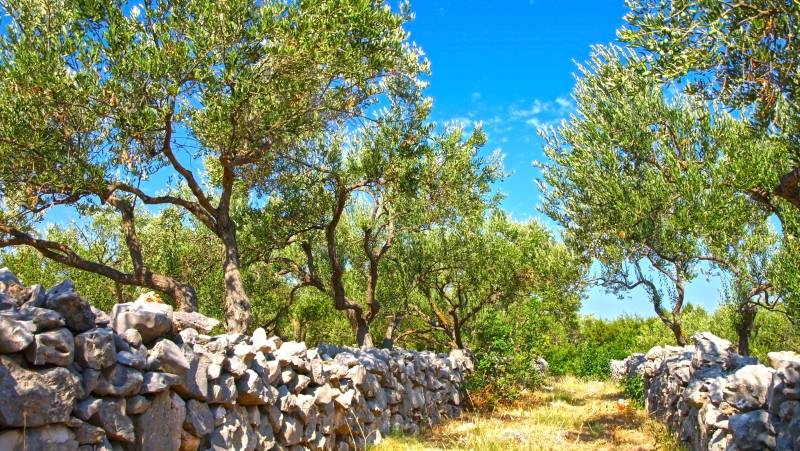 Walking North Croatia’s Islands & Lakes