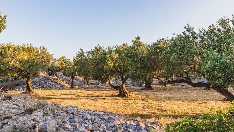 Walking North Croatia’s Islands & Lakes