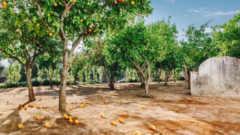 Signature Portugal | Among the Whitewashed Hills