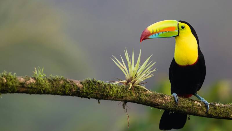 Signature Costa Rica | Where the Wild Answers