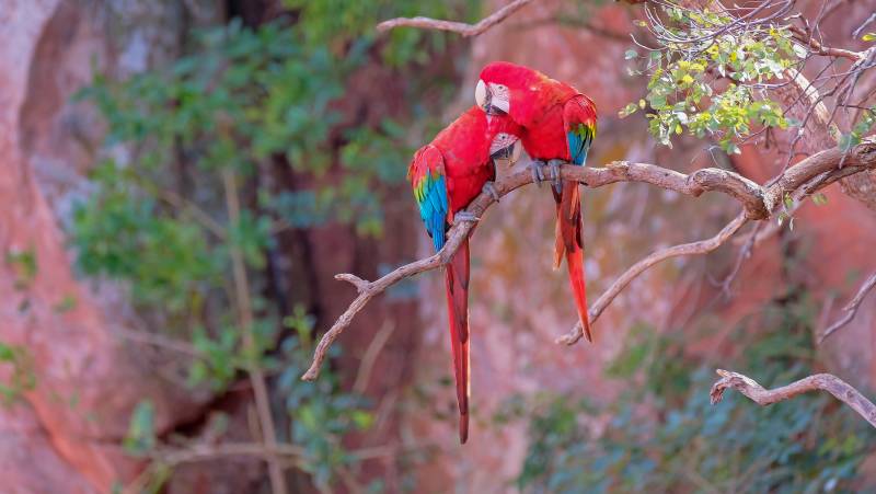 Brazil Wildlife Adventure