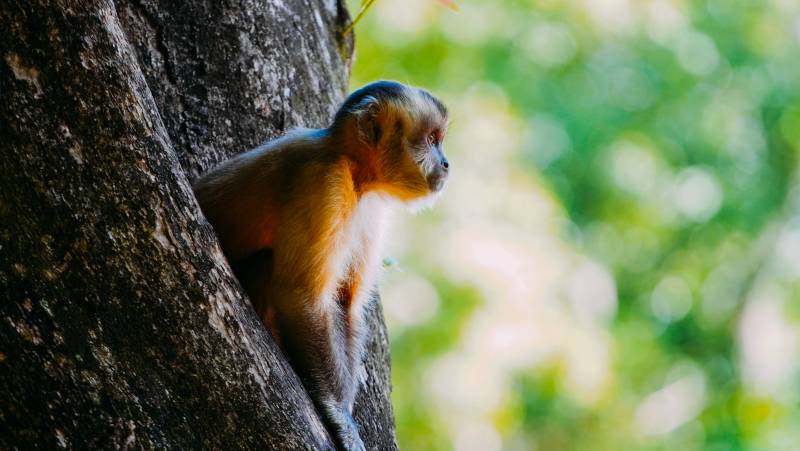 Brazil Wildlife Adventure