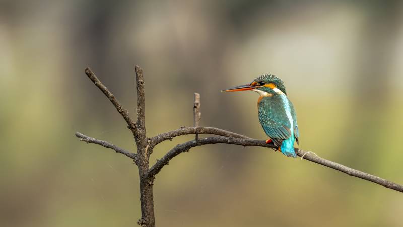 Signature India | The Realm of Royals