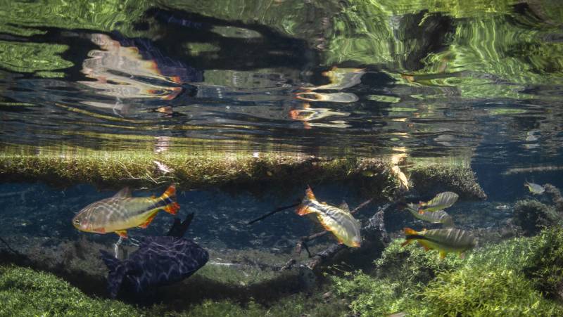 Brazil Wildlife Adventure