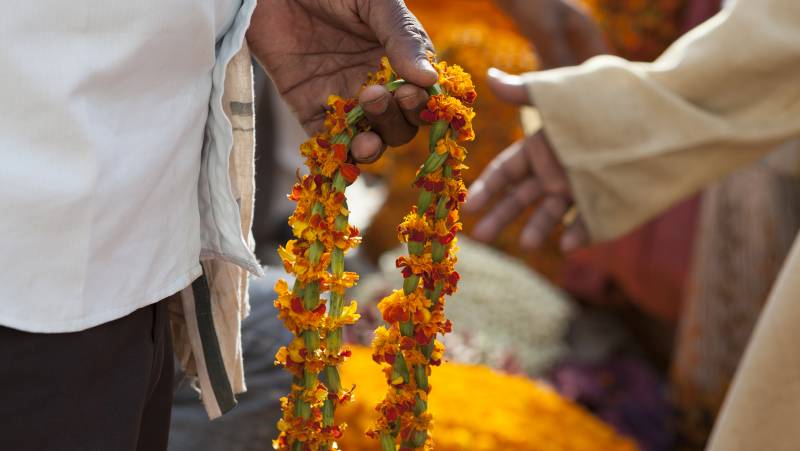 Signature India | The Realm of Royals