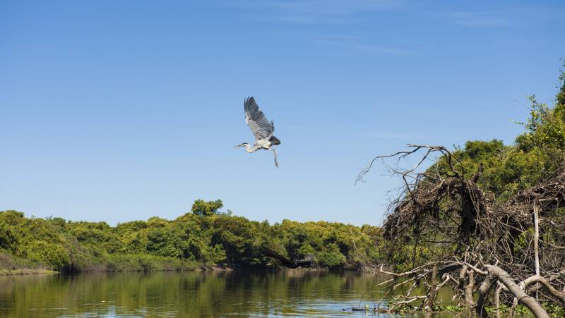 Brazil Wildlife Adventure