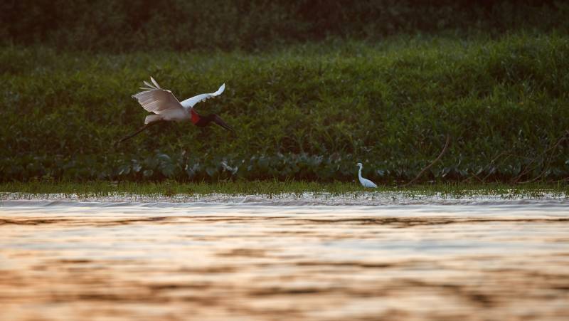 Brazil Wildlife Adventure